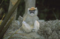 white fronted baboon 1980s 1990s A4 Photo Print