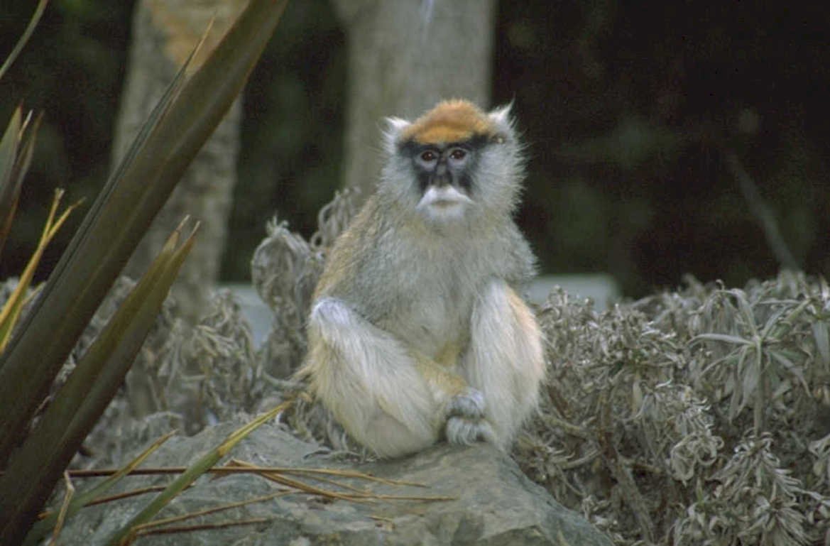 white fronted baboon 1980s 1990s A4 Photo Print