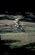 white fronted gazelle Vintage A4 Photo Print
