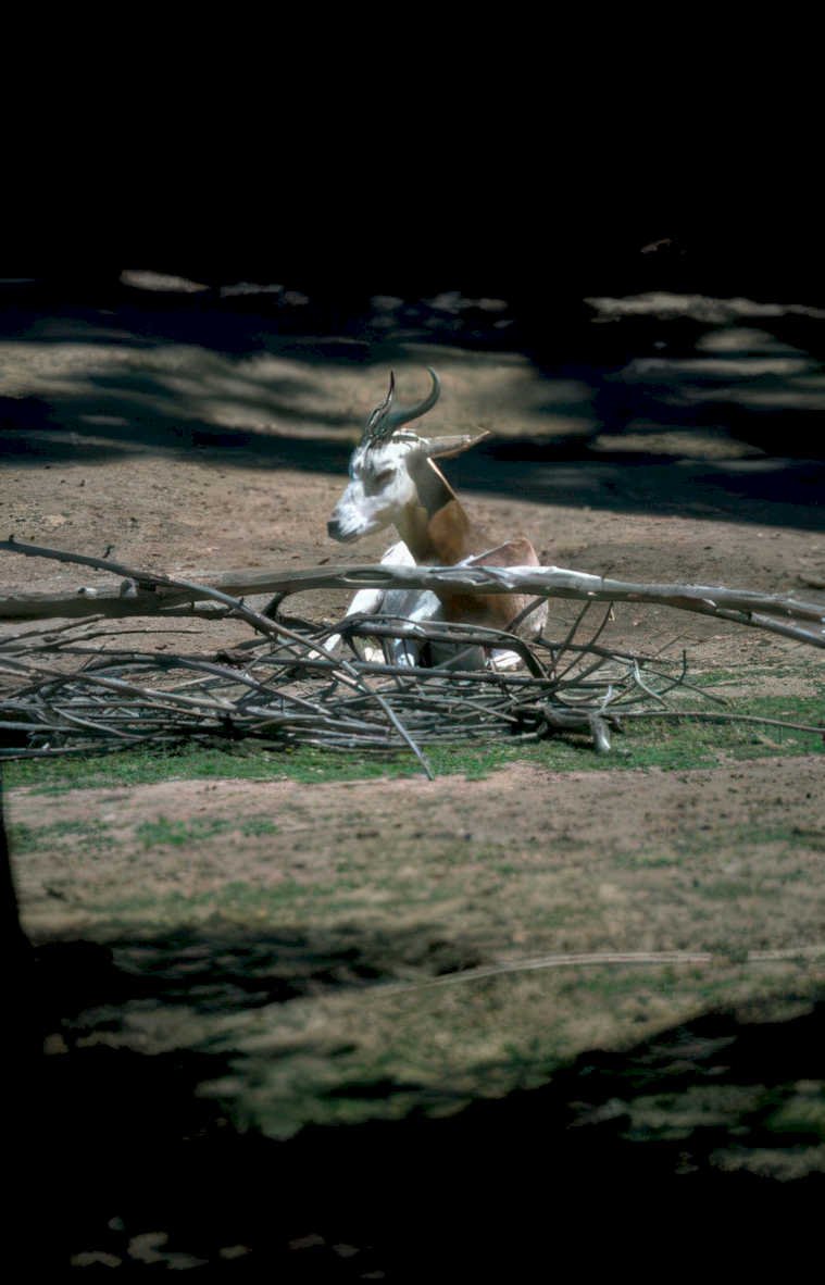 white fronted gazelle Vintage A4 Photo Print