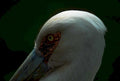 white fronted goose1980s 1990s A4 Photo Print
