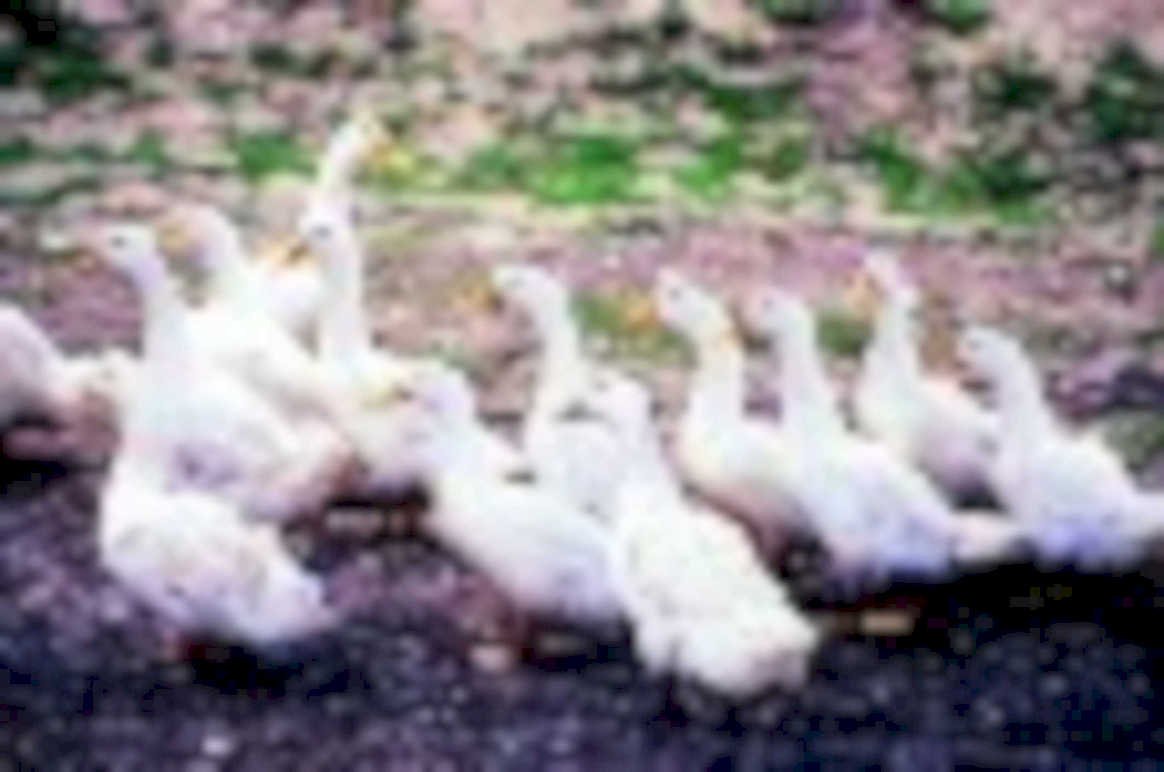 white geese pond1980s 1990s A4 Photo Print