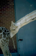 white giraffe brick Vintage A4 Photo Print