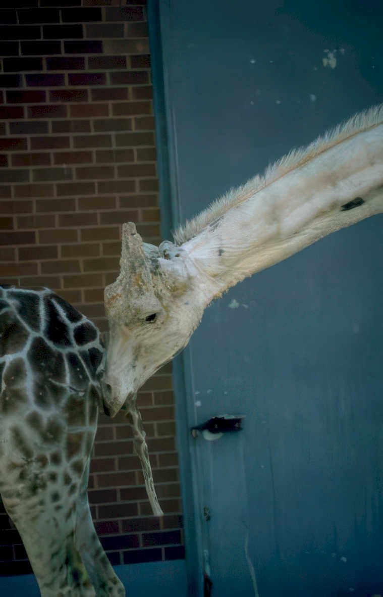 white giraffe brick Vintage A4 Photo Print