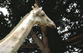 white giraffe cheyenne Vintage A4 Photo Print