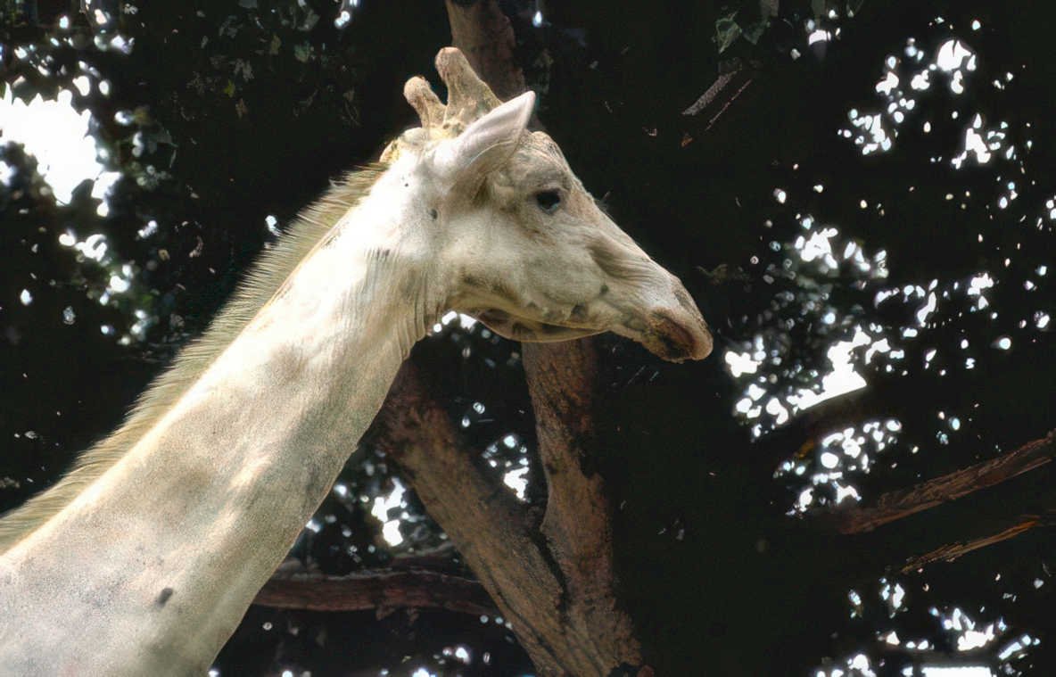 white giraffe cheyenne Vintage A4 Photo Print