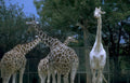 white giraffes zoo Vintage A4 Photo Print