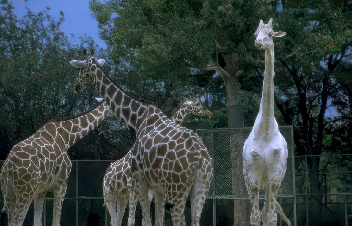 white giraffes zoo Vintage A4 Photo Print