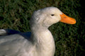 white goose portrait 1980s 1990s A4 Photo Print