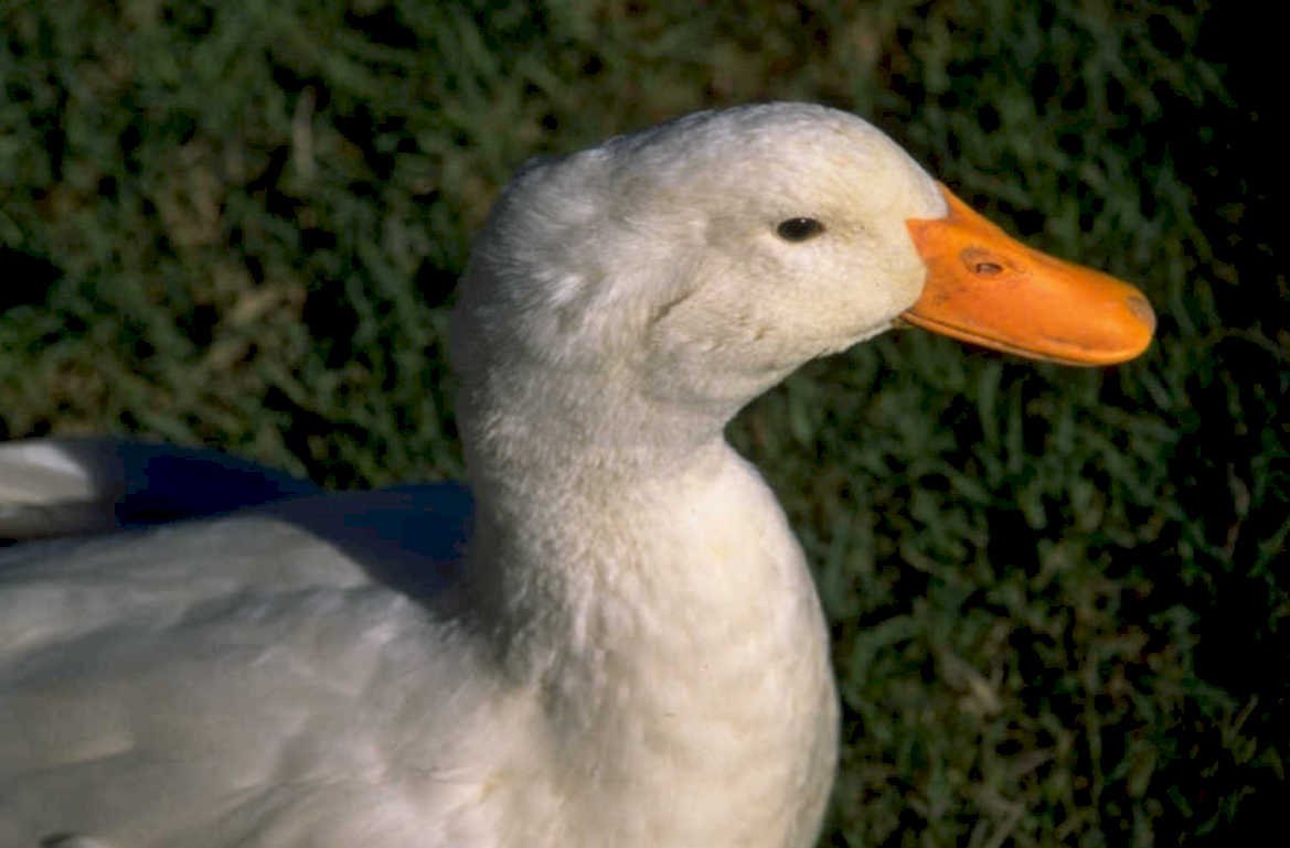 white goose portrait 1980s 1990s A4 Photo Print