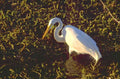 white heron everglades 1980s 1990s A4 Photo Print