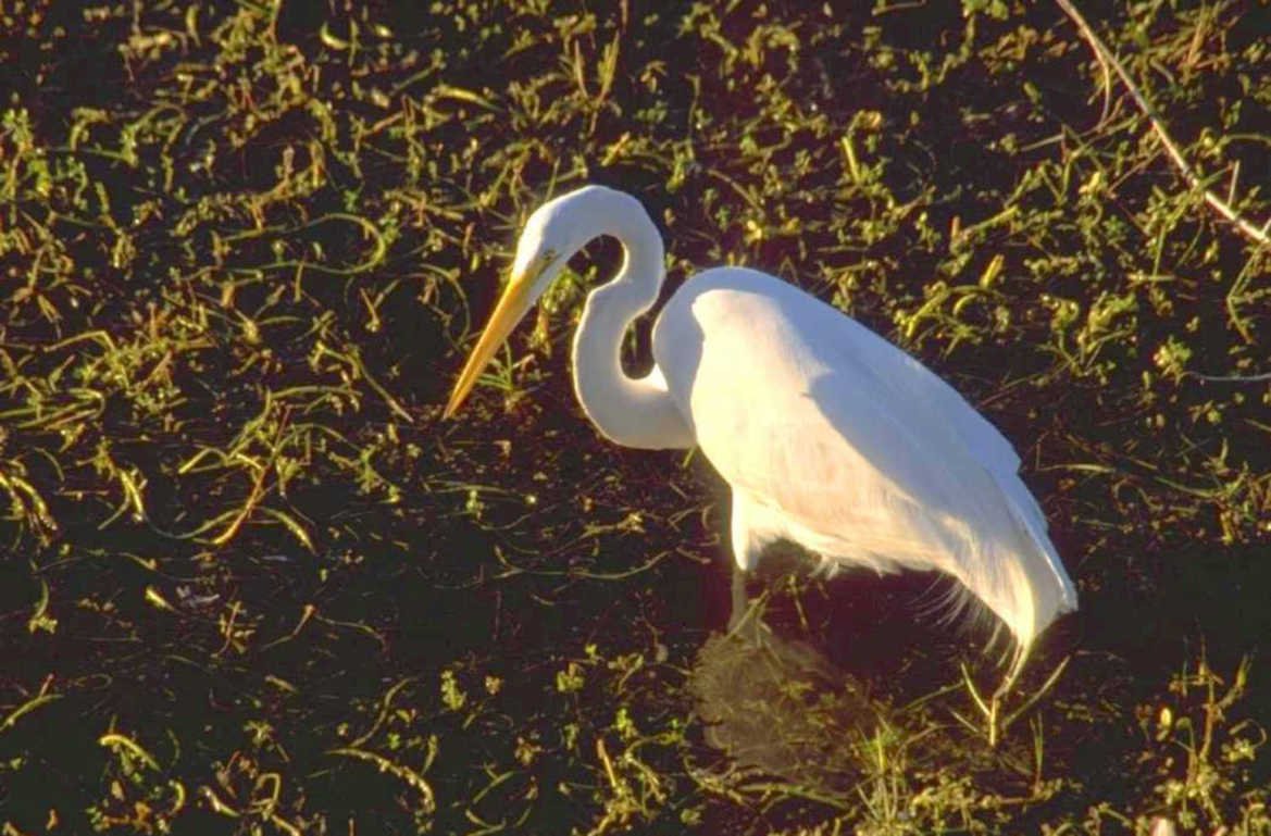 white heron everglades 1980s 1990s A4 Photo Print