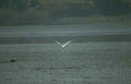 white heron flight Vintage A4 Photo Print