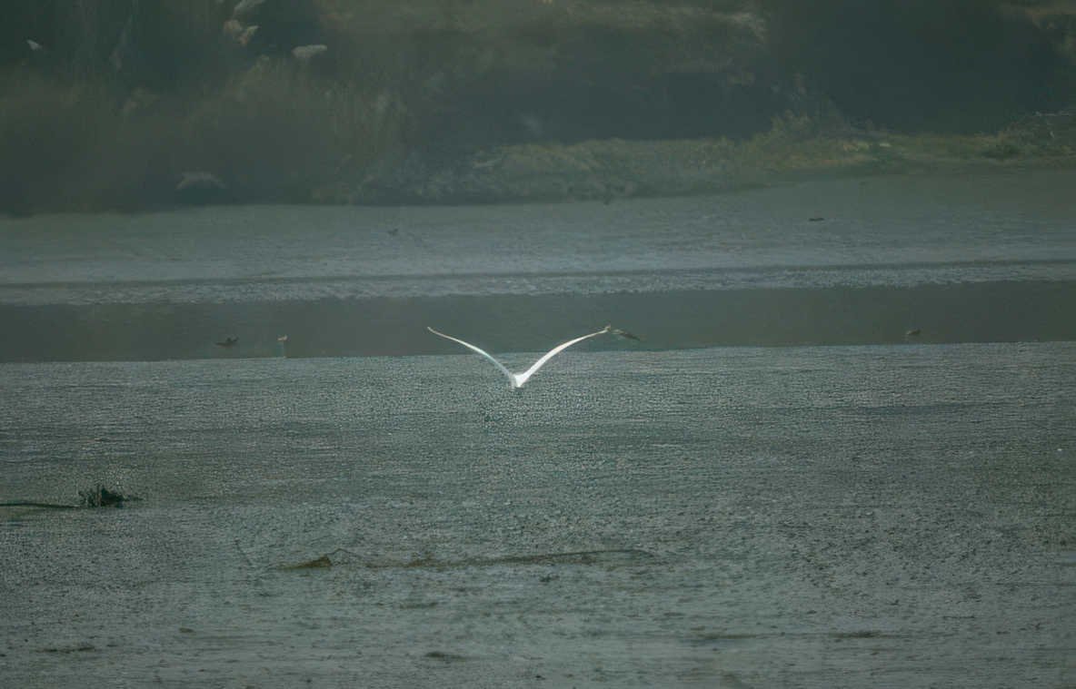 white heron flight Vintage A4 Photo Print