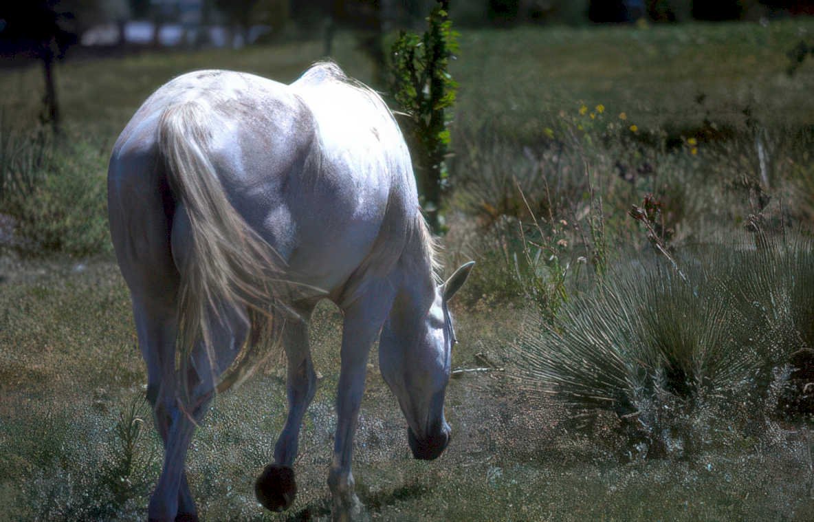 white horse grazing Vintage A4 Photo Print