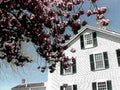 white house tree1980s 1990s A4 Photo Print