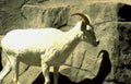 white ibex rock Vintage A4 Photo Print