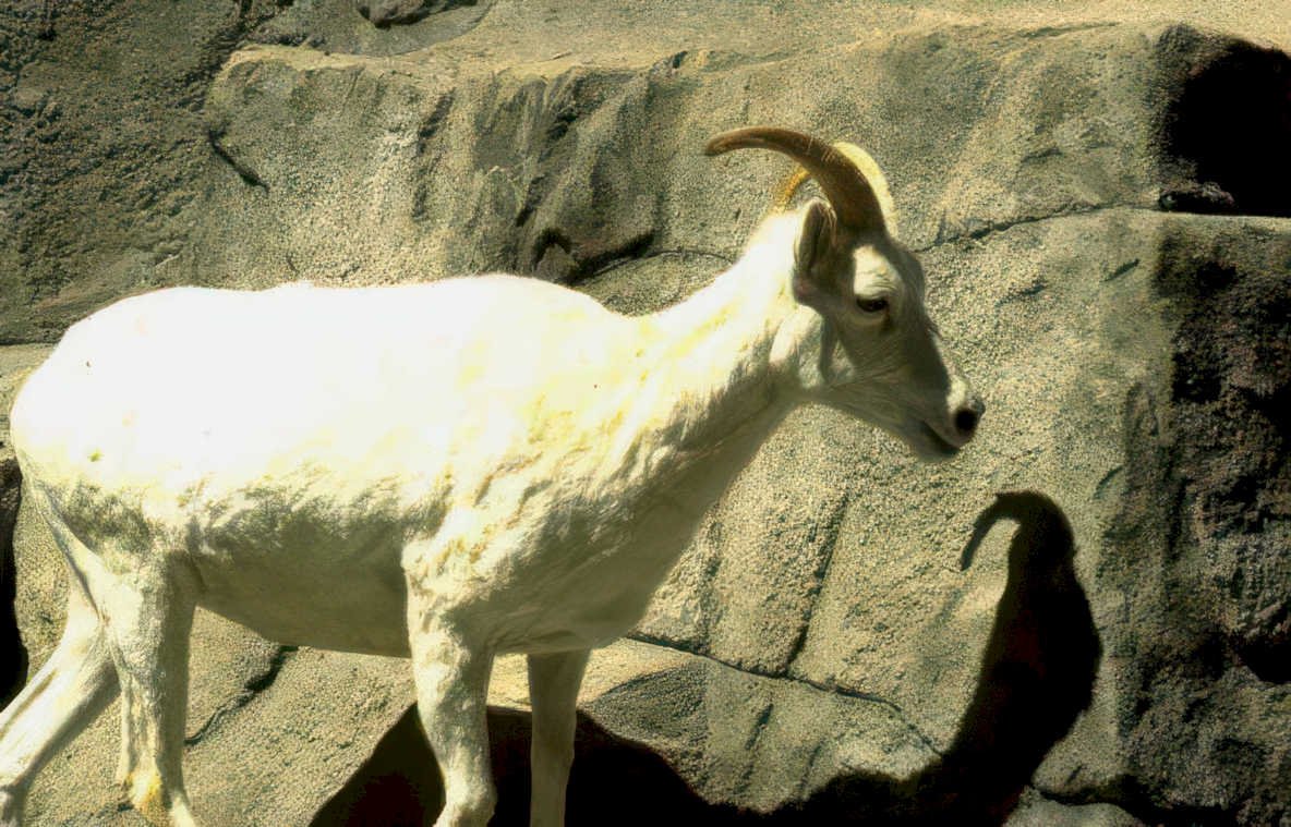 white ibex rock Vintage A4 Photo Print