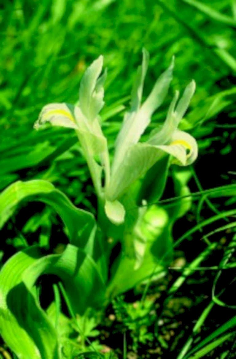 white iris flower1980s 1990s A4 Photo Print