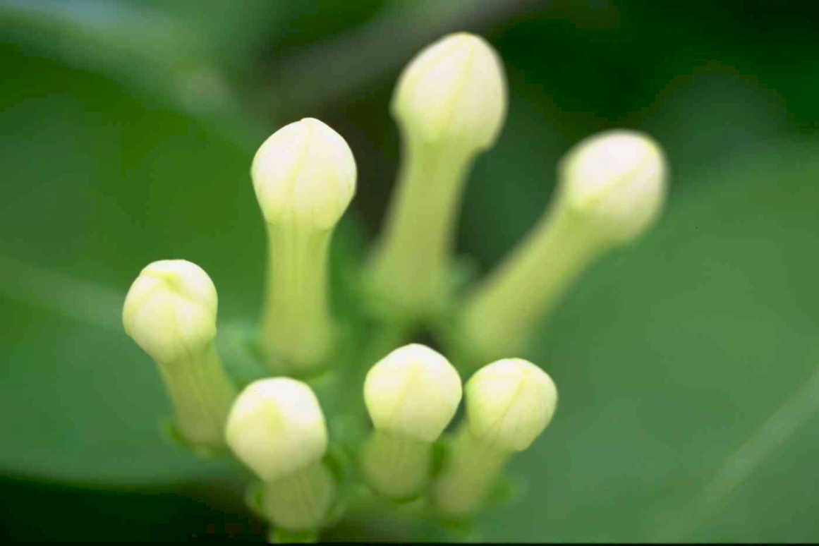 white jasmine buds Tropical Plant 1980s A4 Photo Print