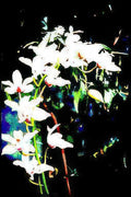 white lilies garden Vintage A4 Photo Print