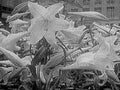 white lily flowers1980s 1990s A4 Photo Print