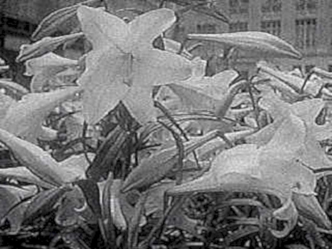 white lily flowers1980s 1990s A4 Photo Print