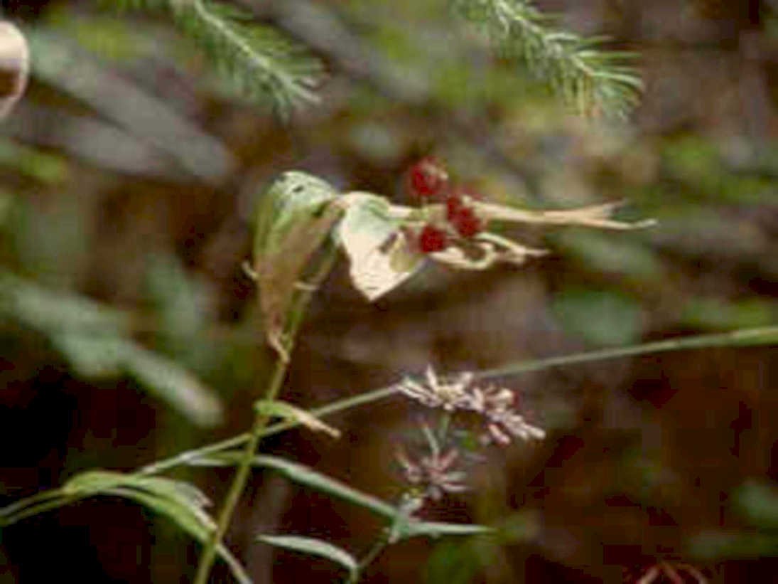 white milkweed seedpods1980s 1990s A4 Photo Print