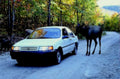 white nissan sentra1980s 1990s A4 Photo Print