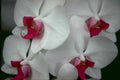 white orchids pink Tropical Plant 1980s A4 Photo Print
