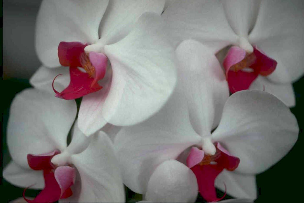 white orchids pink Tropical Plant 1980s A4 Photo Print