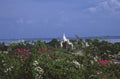 white pagoda bagan 1980s 1990s A4 Photo Print