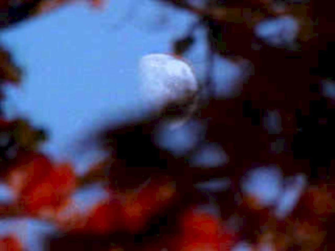 white panda cub1980s 1990s A4 Photo Print