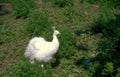white peacock garden Vintage A4 Photo Print