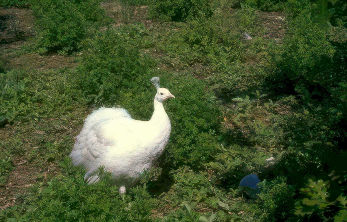 white peacock garden Vintage A4 Photo Print