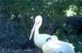 white pelican bush Vintage A4 Photo Print