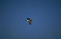 white pelican flight Vintage A4 Photo Print