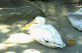 white pelican habitat Vintage A4 Photo Print