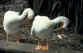 white pelicans beaks Vintage A4 Photo Print