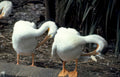 white pelicans feeding Vintage A4 Photo Print