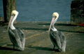 white pelicans pier Vintage A4 Photo Print