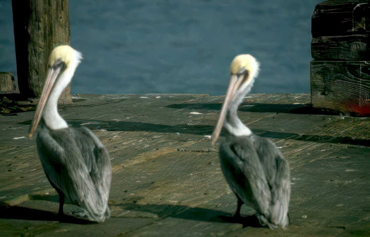 white pelicans pier Vintage A4 Photo Print