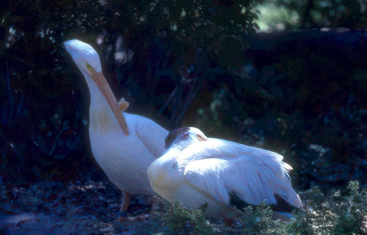 white pelicans shoreline Vintage A4 Photo Print