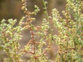 white pepperwort clusters1980s 1990s A4 Photo Print