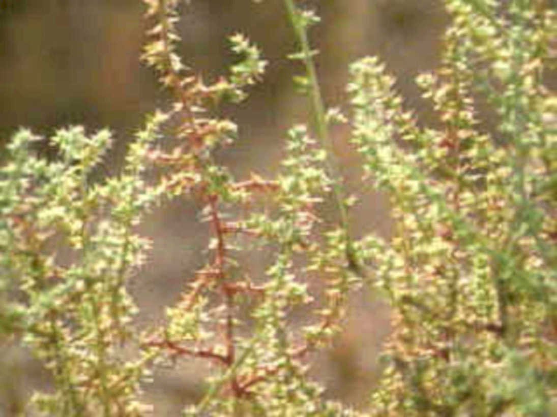 white pepperwort clusters1980s 1990s A4 Photo Print