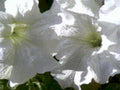 white petunias summer1980s 1990s A4 Photo Print