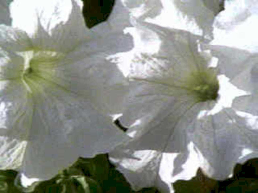 white petunias summer1980s 1990s A4 Photo Print