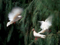 white pigeons flight1980s 1990s A4 Photo Print