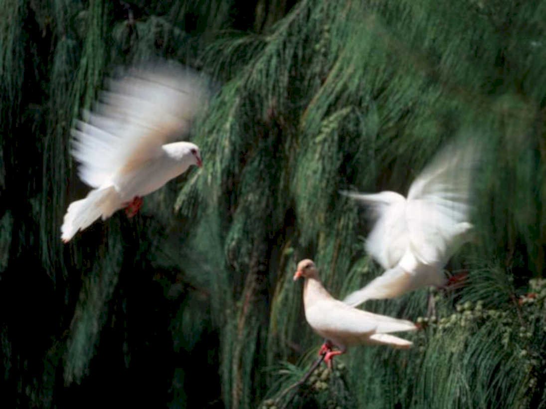 white pigeons flight1980s 1990s A4 Photo Print
