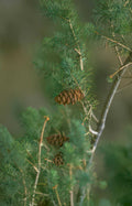 white pine cones Vintage A4 Photo Print